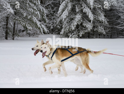 Synchronisiert, keuchend paar Blei Rennen Seppala Siberian Husky Schlittenhunde ziehen einen Hundeschlitten in einem Winter Marmora Snofest Ontario Kanada Stockfoto