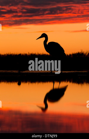 Silhouette von einem grau-Herons(Ardea cinerea) bei Sonnenuntergang Stockfoto