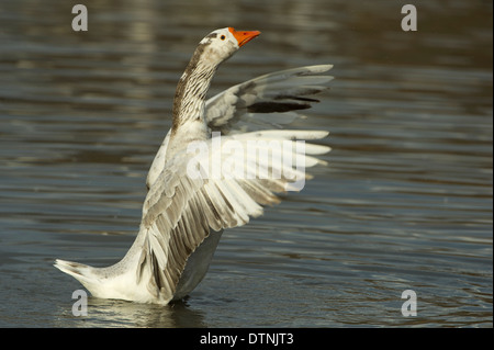 Schneegans in White Rock Lake, Dallas, Texas, USA Stockfoto