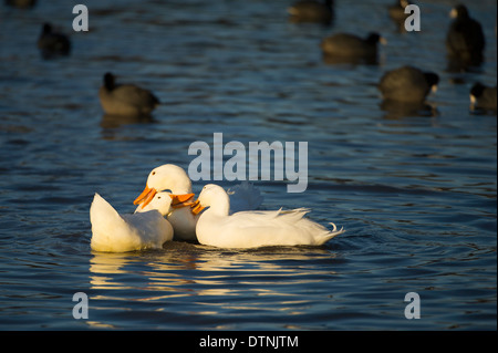 Amerikanische Pekin Ente in White Rock Lake, Dallas, Texas, USA Stockfoto