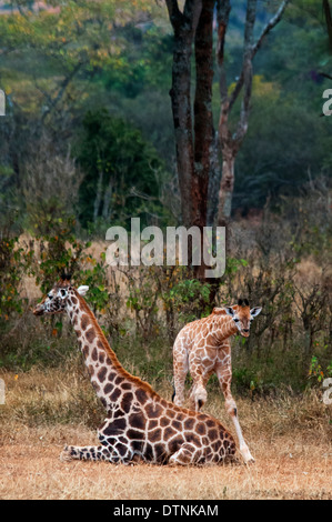 Rothschild-Giraffe, Giraffe Giraffa Rothschild, Mutter sitzt mit ihrem Kalb, Giraffe Manor, Nairobi, Kenia, Ostafrika Stockfoto