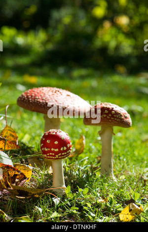 Fliegenpilze in einer grünen Wiese Stockfoto