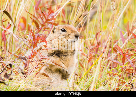 Arktischer Ziesel steht im Patch Herbst gefärbte Gras und Weidenröschen in Denali Nationalpark und Reservat, Alaska, USA. Stockfoto