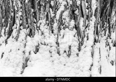 Schwarzen & weißen Blick auf Neuschnee Abstauben der Rinde eines Baumes Cottonwood in der historischen Innenstadt von Salida, Colorado, USA Stockfoto