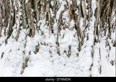 Neuschnee Stäube die Rinde eines Baumes Cottonwood in der historischen Innenstadt von Salida, Colorado, USA Stockfoto