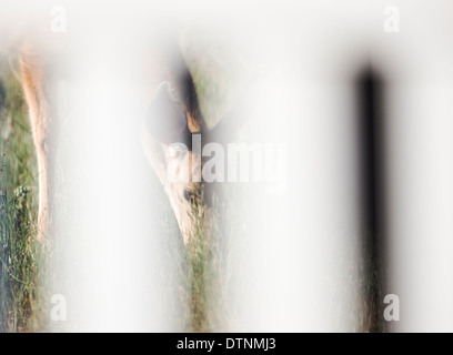 Maultierhirsch (Odocoileus Hemionus) betrachtet durch Zaun aus Salida, Colorado, USA Stockfoto