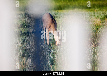 Maultierhirsch (Odocoileus Hemionus) betrachtet durch Zaun aus Salida, Colorado, USA Stockfoto