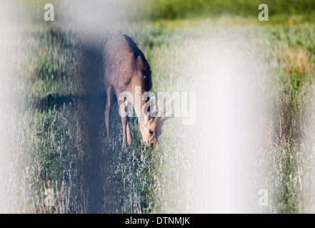 Maultierhirsch (Odocoileus Hemionus) betrachtet durch Zaun aus Salida, Colorado, USA Stockfoto