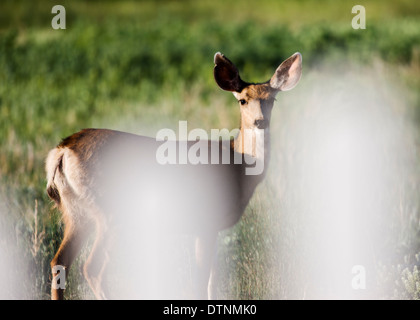 Maultierhirsch (Odocoileus Hemionus) betrachtet durch Zaun aus Salida, Colorado, USA Stockfoto