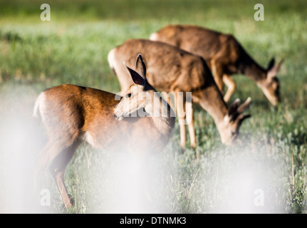 Maultierhirsch (Odocoileus Hemionus) betrachtet durch Zaun aus Salida, Colorado, USA Stockfoto