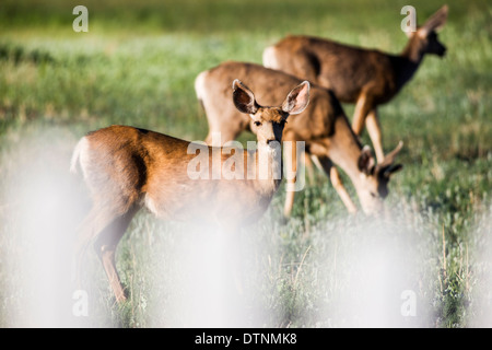 Maultierhirsch (Odocoileus Hemionus) betrachtet durch Zaun aus Salida, Colorado, USA Stockfoto