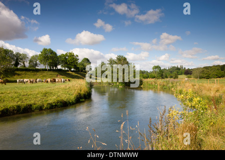 Vieh neben River Windrush in der Nähe von Swinbrook in den Cotswolds, Oxfordshire, England. Sommer (Juli) 2010. Stockfoto