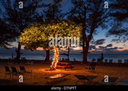 Ein Baum mit Weihnachtsbeleuchtung in der Abenddämmerung auf Seven Seas Beach in Grand Cayman Stockfoto