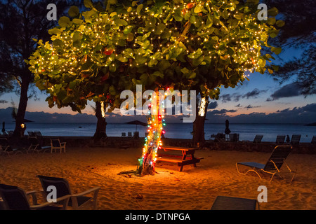 Ein Baum mit Weihnachtsbeleuchtung in der Abenddämmerung auf Seven Seas Beach in Grand Cayman Stockfoto