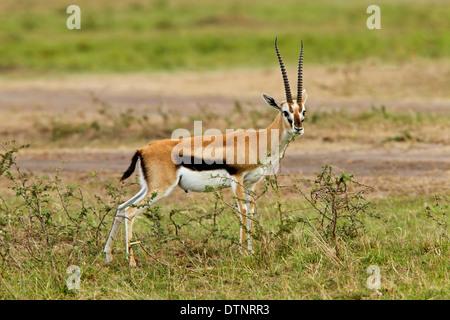 Thomson es Gazelle (Eudorcas Thomsonii) Männchen im Grasland stehen, Blick in die Kamera, Kenia, Ostafrika Stockfoto