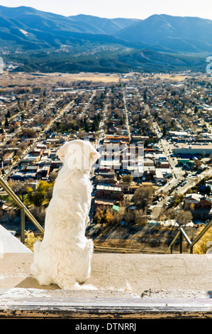 Sechs Monate alten Platinum farbige Golden Retriever Welpe Blick über die Stadt Salida von Tenderfoot Mountain, Salida, CO Stockfoto