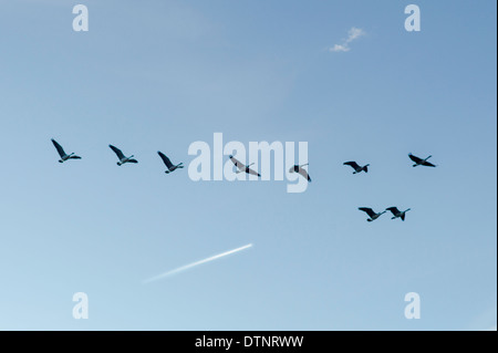 Verkehrsflugzeug Jet Trails & V-Formation der kanadische Gänse vor einem strahlend blauen Himmel Colorado Stockfoto
