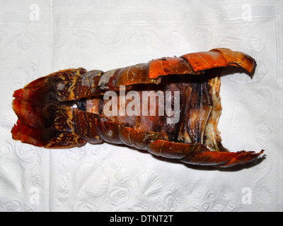 Hummer Dinner Stockfoto