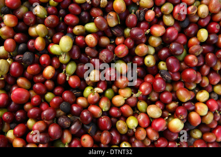 Frischen Kaffee reifen Beeren, Nordwesten Nicaragua Stockfoto