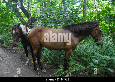 Wildpferde im Waipio Valley auf der Big Island von Hawaii finden Schatten entlang der unbefestigten Straße zu den schwarzen Sandstrand Stockfoto