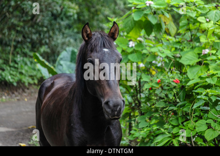 Wildpferde im Waipio Valley auf der Big Island von Hawaii Stockfoto