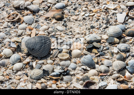 Muscheln, Pine Beach Trail, Bon Secour National Wildlife Refuge, Fort Morgan Halbinsel, Gulf Shores, Alabama. Stockfoto