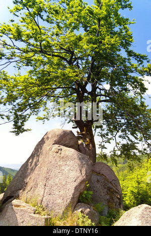 Wanderweg Rennsteig, Deutschland Stockfoto
