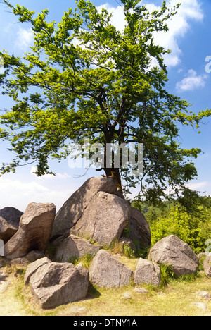 Wanderweg Rennsteig, Deutschland Stockfoto