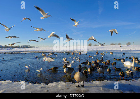 Lachmöwe Stockente Kanadagans Höckerschwan Graylag Gans Duisburg-Walsum Niederrhein Nordrhein Westfalen Deutschland / Stockfoto