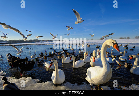 Lachmöwe Stockente Kanadagans Höckerschwan Graylag Gans Duisburg-Walsum Niederrhein Nordrhein Westfalen Deutschland / Stockfoto