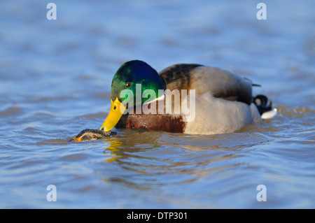 Stockenten, paar, Paaren, niedrigere Rhein, Nordrhein-Westfalen, Deutschland / (Anas Platyrhynchos) Stockfoto