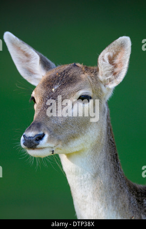 Damwild, weibliche / (Dama Dama) Stockfoto