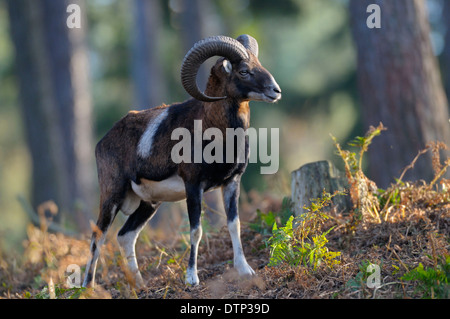 Mufflon, Ram / (Ovis Ammon Musimon) Stockfoto