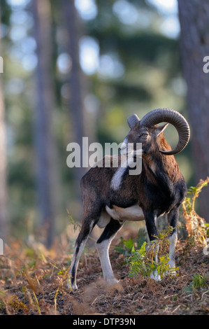 Mufflon, Ram / (Ovis Ammon Musimon) Stockfoto