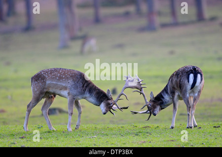 Damwild, Hirsch / (Dama Dama) Stockfoto