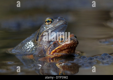 Gemeinsamen europäischen Frösche, paar, Paaren, North Rhine-Westphalia, Deutschland / (Rana Temporaria) Stockfoto