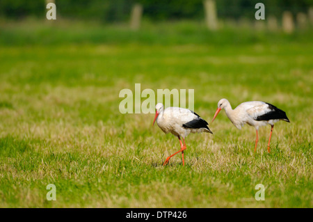 Weiße Storcks, Naturschutzgebiet Dingdener Heide, North Rhine-Westphalia, Deutschland / (Ciconia Ciconia) Stockfoto