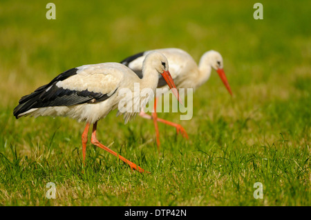 Weiße Storcks, Naturschutzgebiet Dingdener Heide, North Rhine-Westphalia, Deutschland / (Ciconia Ciconia) Stockfoto