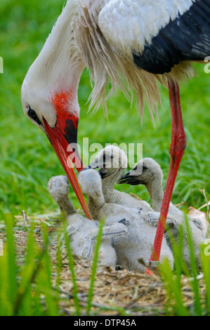 Weißen Storck Fütterung Küken / (Ciconia Ciconia) Stockfoto