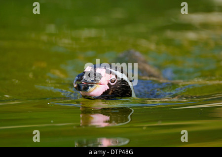 Humboldt Pinguin / (Spheniscus Humboldti) Stockfoto