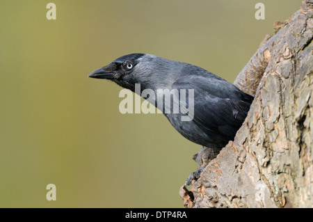 Dohle, bei Verschachtelung Loch, North Rhine-Westphalia, Deutschland / (Corvus Monedula, Coloeus Monedula) Stockfoto