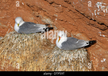 Dreizehenmöwen auf Nestern, Helgoland, Schleswig-Holstein, Deutschland / (Rissa Tridactyla) / Schachteln Stockfoto