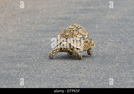 Pantherschildkröte (Stigmochelys Pardalis), zu Fuß auf gepflasterte Straße, Krüger Nationalpark, Südafrika, Afrika Stockfoto