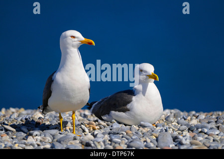 Geringerem Black-backed Möwen, Düne von Helgoland, Schleswig-Holstein, Deutschland / (Larus Fuscus) Stockfoto