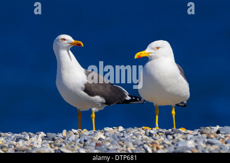 Geringerem Black-backed Möwen, Düne von Helgoland, Schleswig-Holstein, Deutschland / (Larus Fuscus) Stockfoto