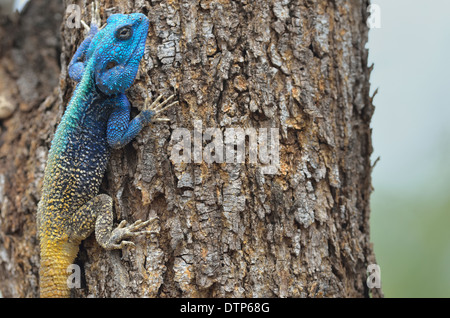 Südlichen Baum Agama, blau-throated Agama (Acanthocercus Atricollis), auf einem Baumstamm, Krüger Nationalpark, Südafrika Stockfoto