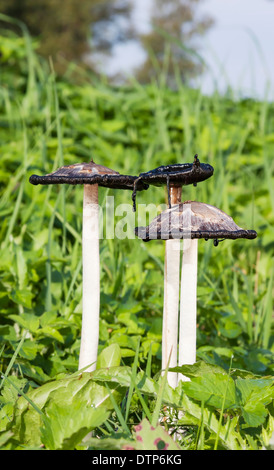 Ungenießbare Pilze zottigen Tinte GAP im Herbst Stockfoto