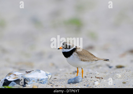 Flussregenpfeifer Regenpfeifer, Düne von Helgoland, Schleswig-Holstein, Deutschland / (Charadrius Hiaticula) Stockfoto