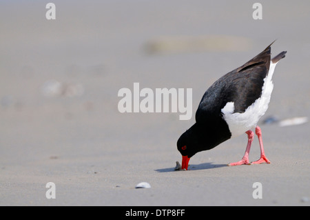 Austernfischer, auf der Suche nach Nahrung, Düne von Helgoland, Schleswig-Holstein, Deutschland / (Haematopus Ostralegus) Stockfoto