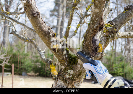 mit Handschuh halten kleine Handsäge an den dicken Ästen des trockenen Obstbaum Stockfoto